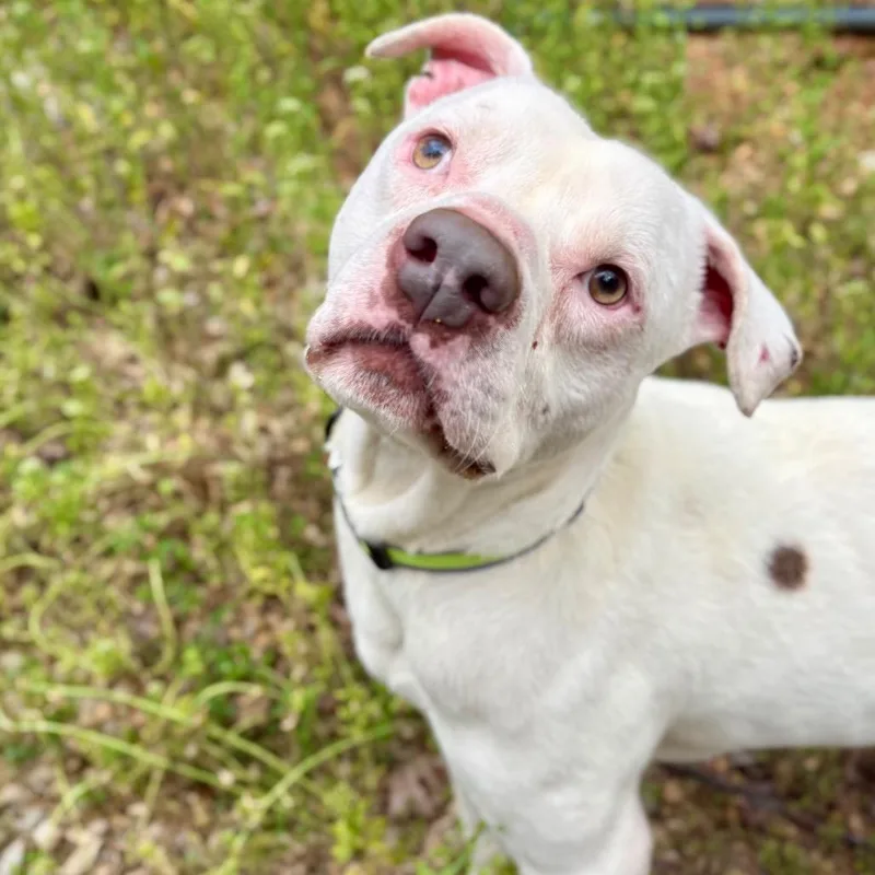 Sonar thumbnail 6