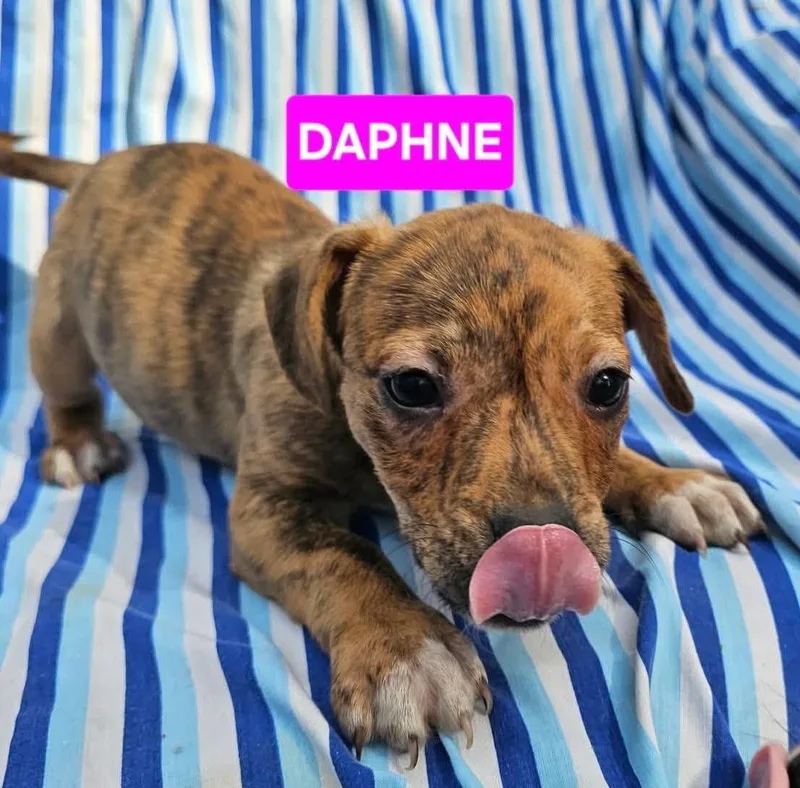 Daphne