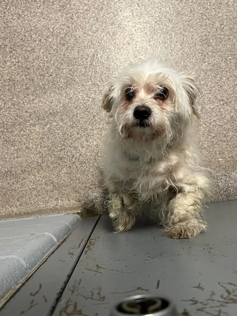 An adult small-sized male Maltese dog named Curly for adoption in Troy, OH