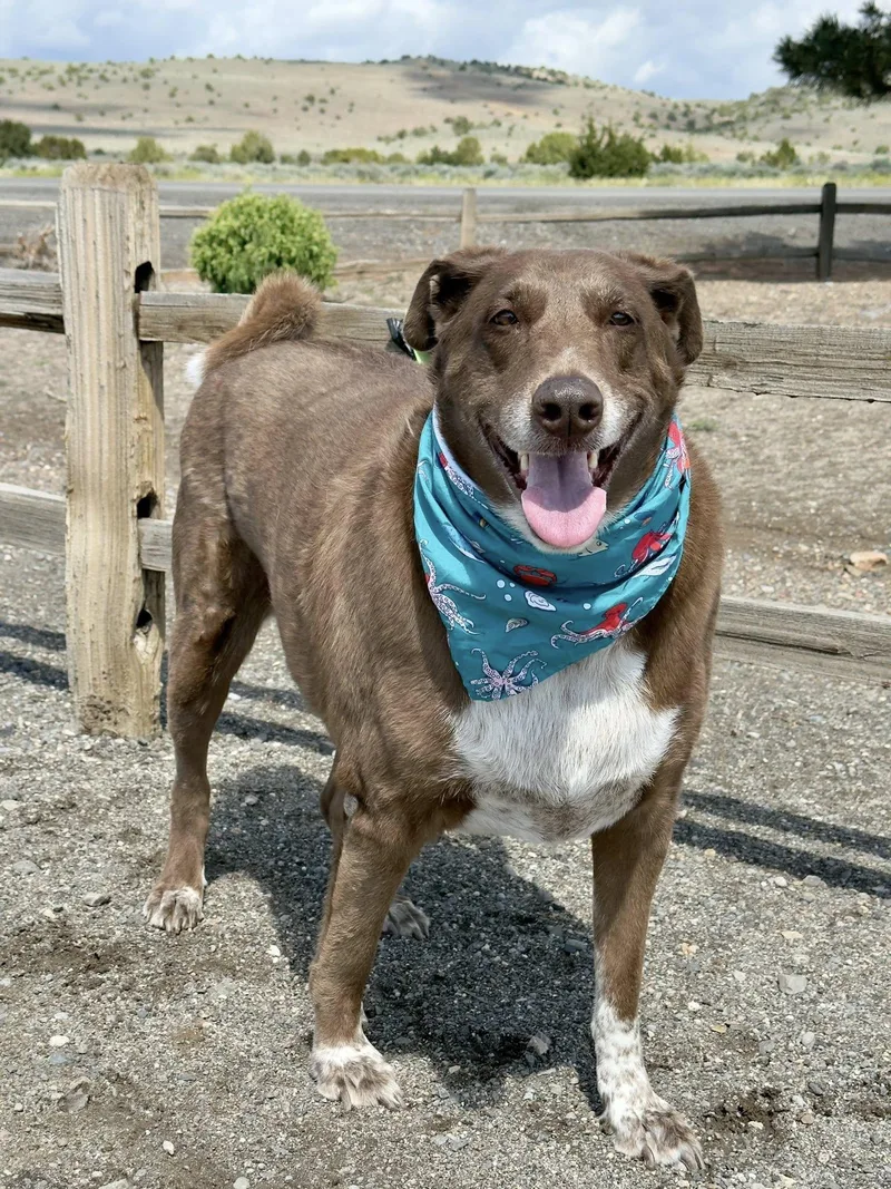 An adult extra large-sized male Brown / Chocolate Husky dog named Aris for adoption in Gardnerville, NV