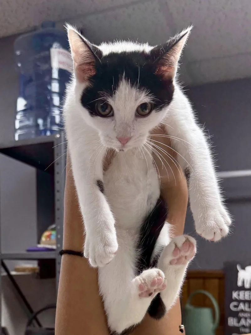 CAT  Olivia