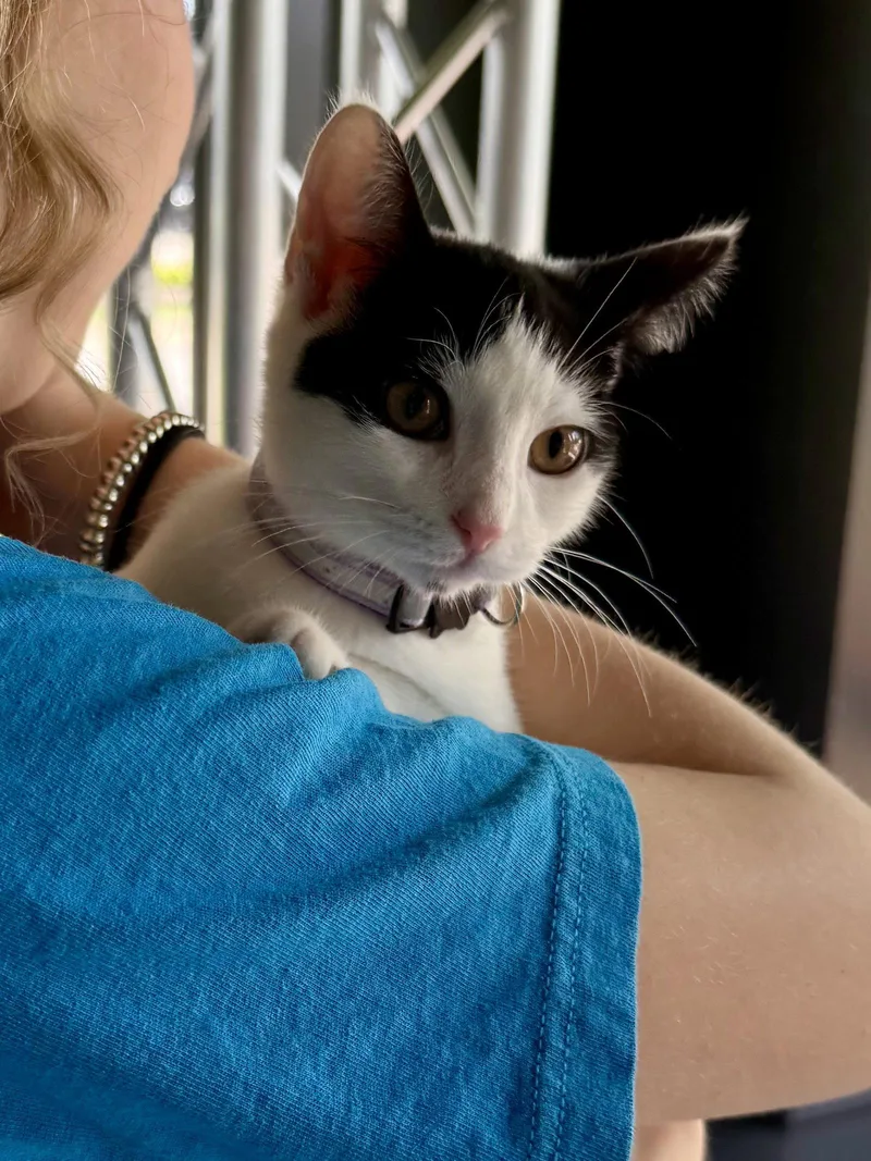 CAT  Olivia thumbnail 2