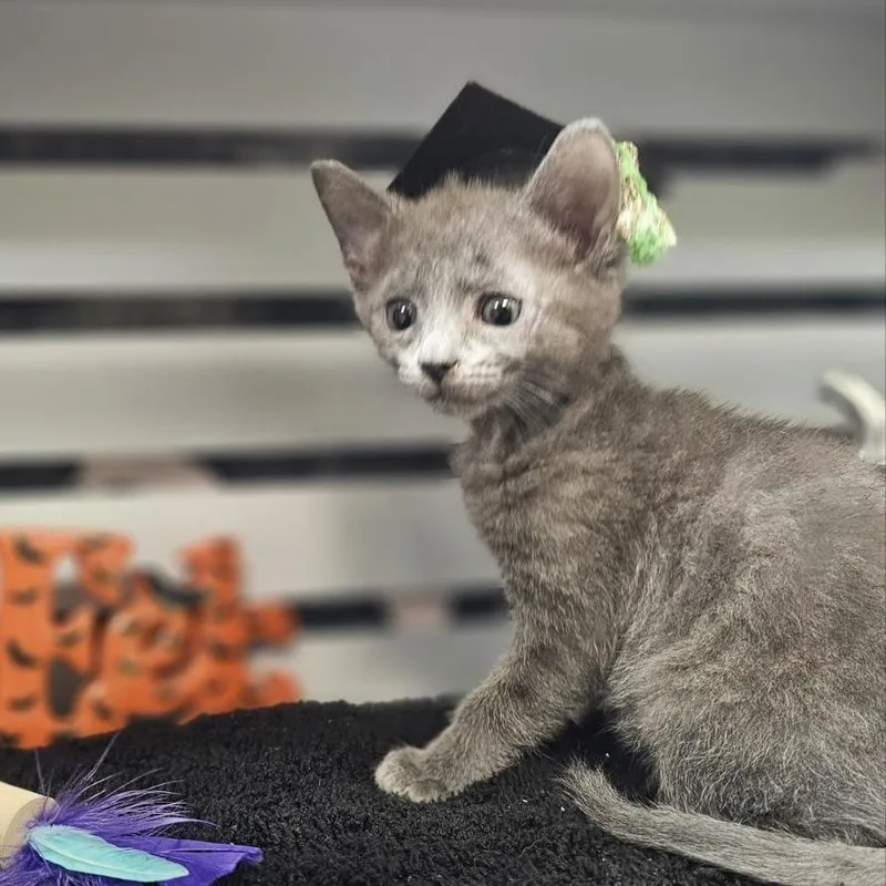 A baby small-sized male Gray / Blue / Silver Domestic Short Hair cat named Crater for adoption in Lynchburg, VA