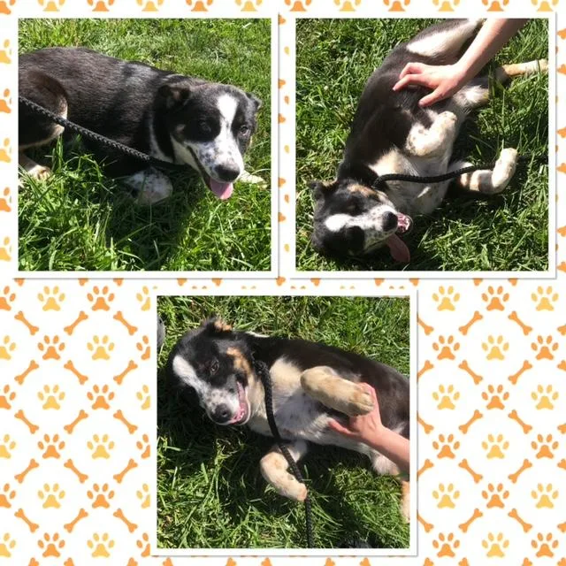 A baby medium-sized male Tricolor (Brown, Black, & White) Border Collie dog named Sonny for adoption in Buckhannon, WV