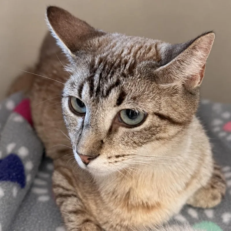 A young medium-sized female Orange / Red Domestic Short Hair cat named Garden Nymph for adoption in Austin, TX