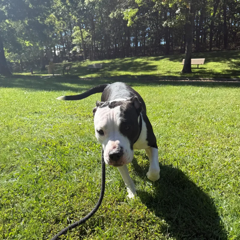 An adult medium-sized female White / Cream Mixed Breed dog named Indie for adoption in Brookhaven, NY
