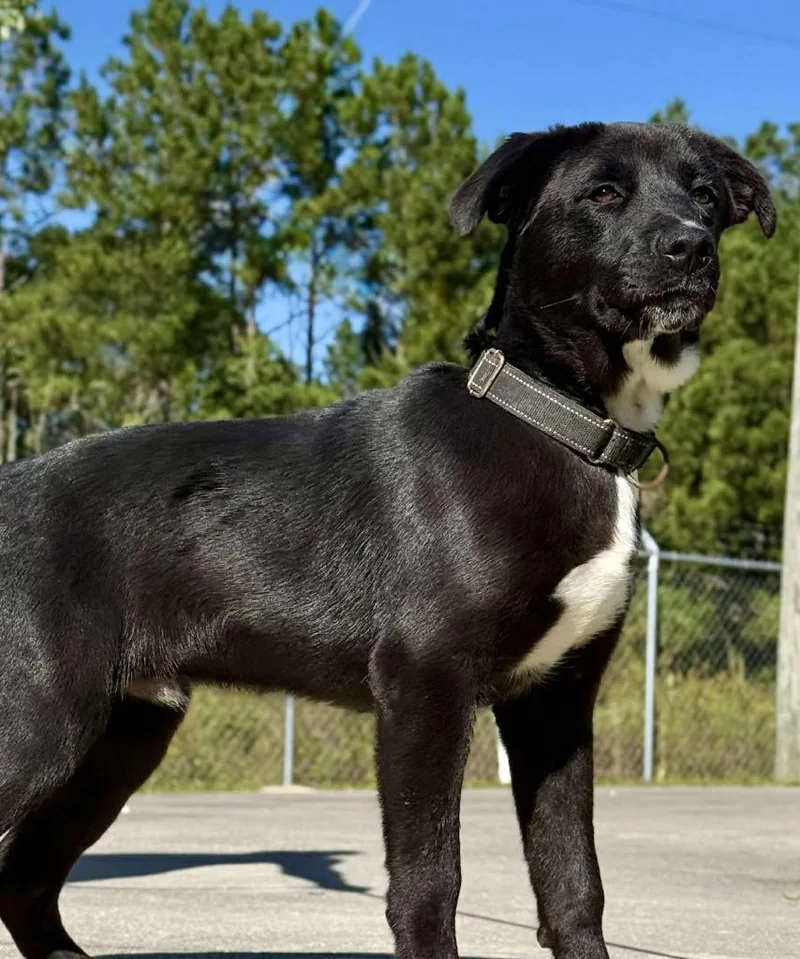 A young medium-sized male Border Collie dog named Billy Loaf for adoption in Kingsland, GA