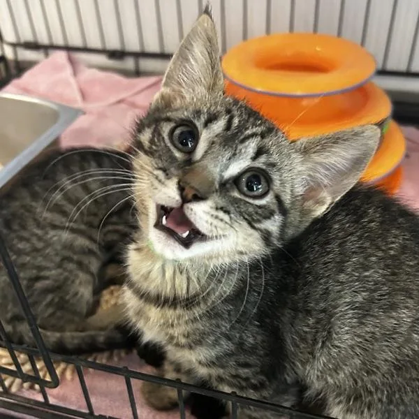 A baby medium-sized male Domestic Short Hair cat named Chamomile for adoption in Oakland, CA