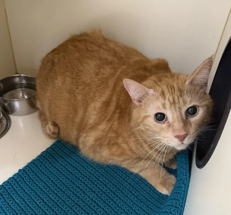 An adult large-sized male Domestic Short Hair cat named Red for adoption in Hastings, MI