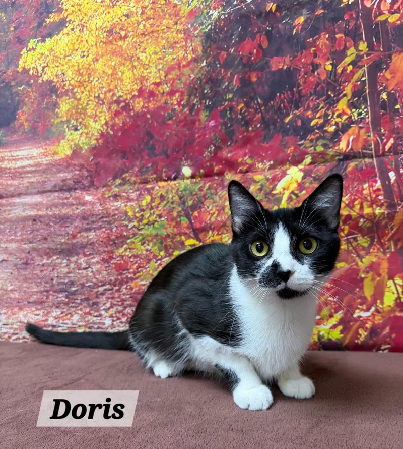 An adult medium-sized female Domestic Short Hair cat named Doris for adoption in Urbana, OH
