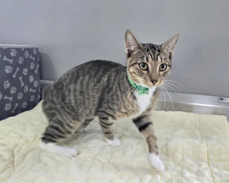 An adult large-sized male Domestic Short Hair cat named Clay for adoption in Dickson, TN