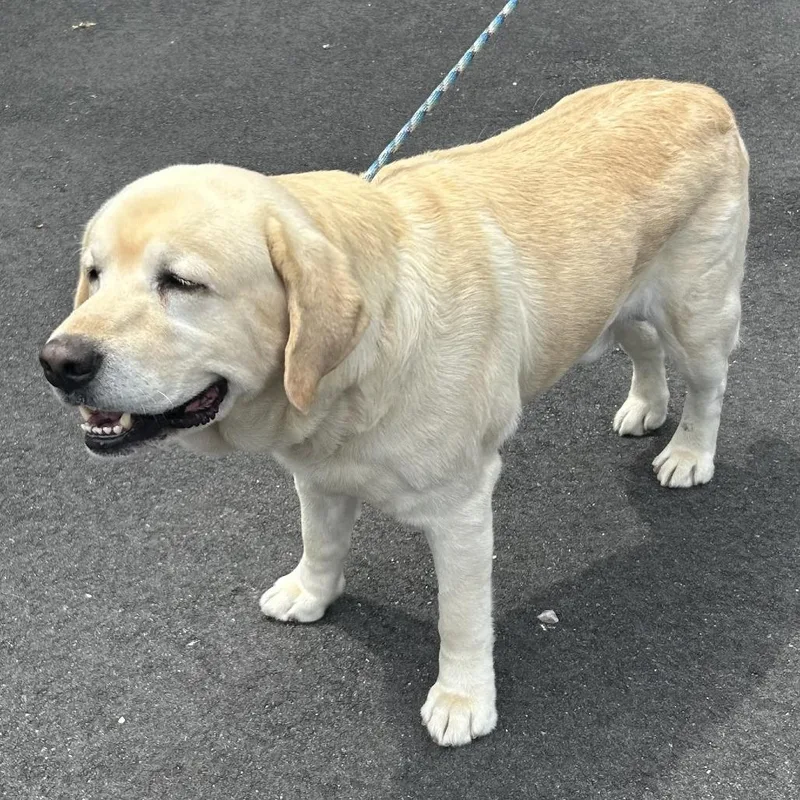 An adult large-sized male White / Cream Yellow Labrador Retriever dog named Leo for adoption in Calverton, NY