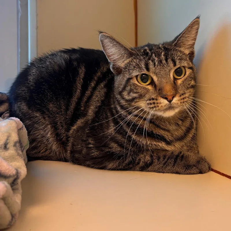 An adult small-sized female Black Domestic Short Hair cat named Se'ze for adoption in Norman, OK