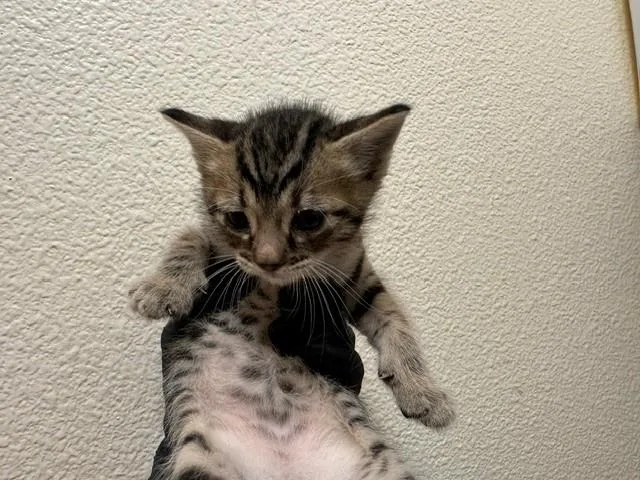 A baby small-sized male Domestic Short Hair cat named Milo for adoption in Fairfield, CA