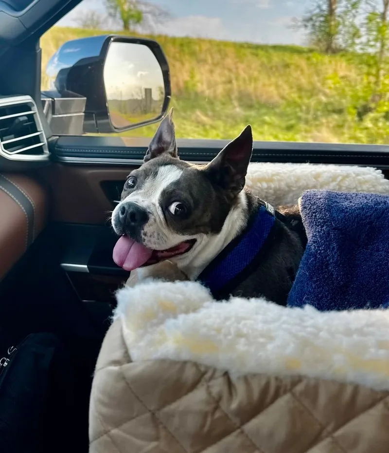An adult small-sized female Boston Terrier dog named Willa in NE for adoption in Elkhorn, NE