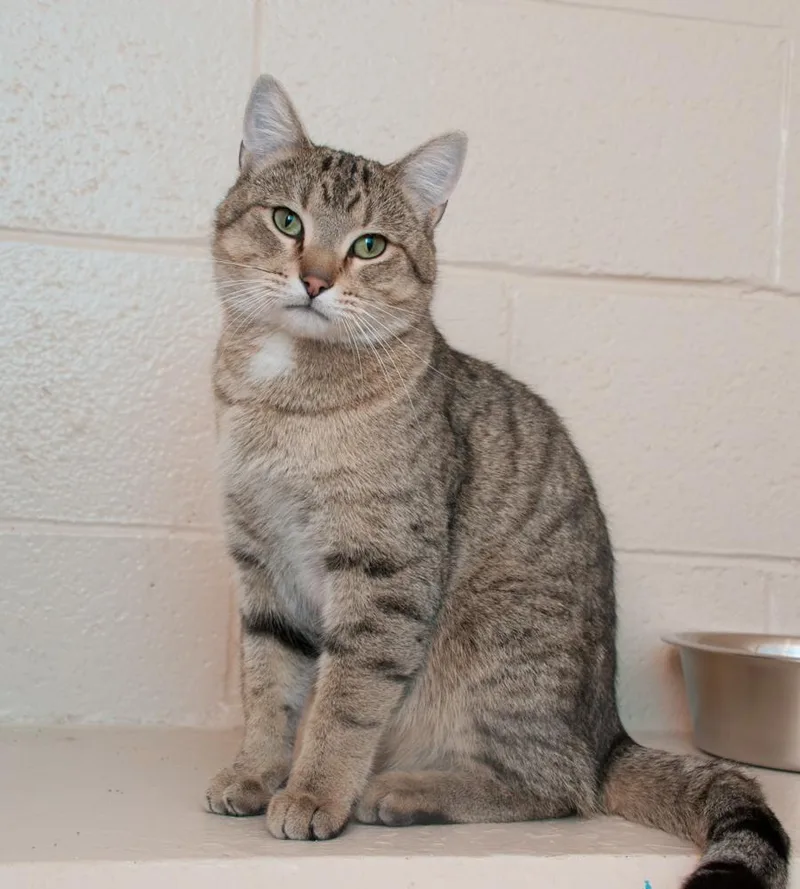 An adult large-sized male Tabby cat named Rooster for adoption in Westminster, CO