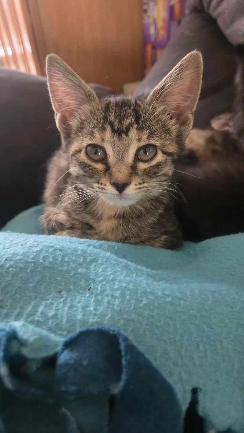 A baby medium-sized female Domestic Short Hair cat named Claire for adoption in hinckley, IL