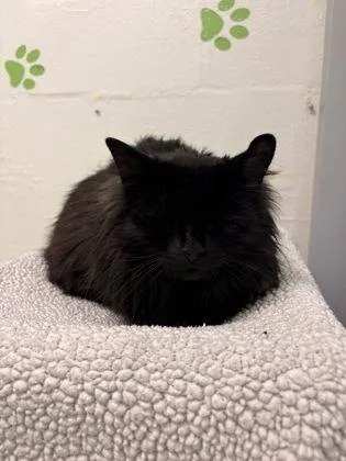 Elliot