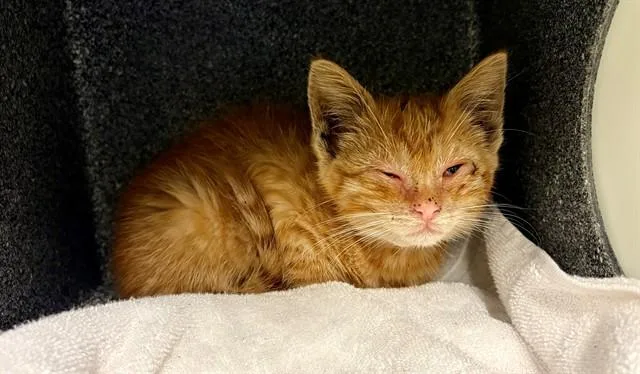 A baby small-sized male Domestic Short Hair cat named Tomer for adoption in Tustin, CA