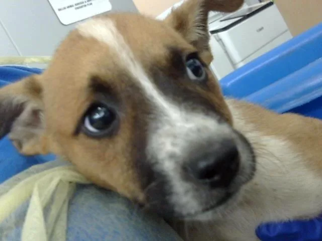 A baby large-sized female Mixed Breed dog named Snoopy for adoption in Dallas, TX