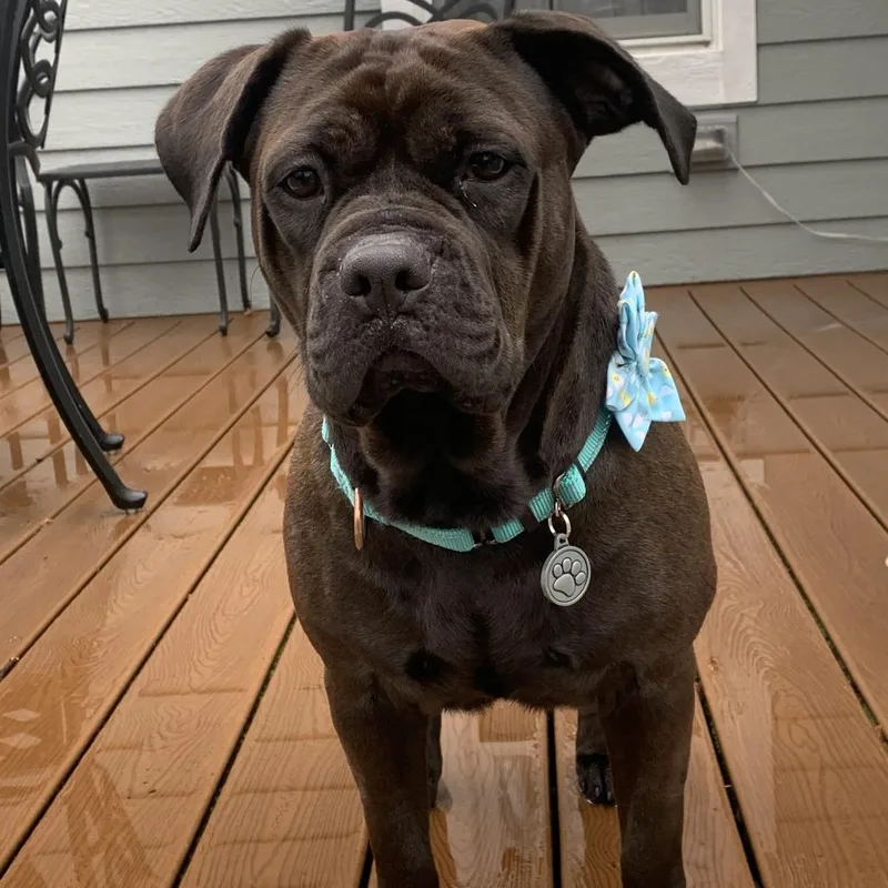 An adult medium-sized female Brown / Chocolate Mixed Breed dog named Bluebell for adoption in Hinsdale, IL