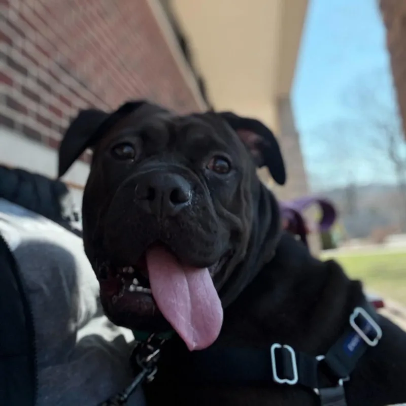 Bluebell thumbnail 2