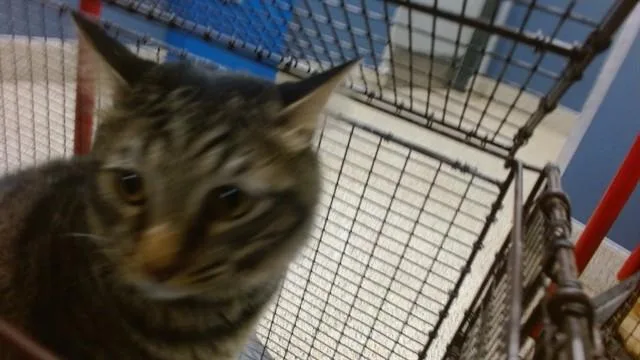 A young small-sized male Domestic Short Hair cat named Jizzle for adoption in Miami, FL