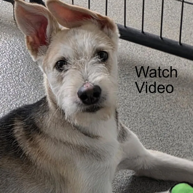 An adult medium-sized male Airedale Terrier dog named Drover for adoption in Kingman, KS