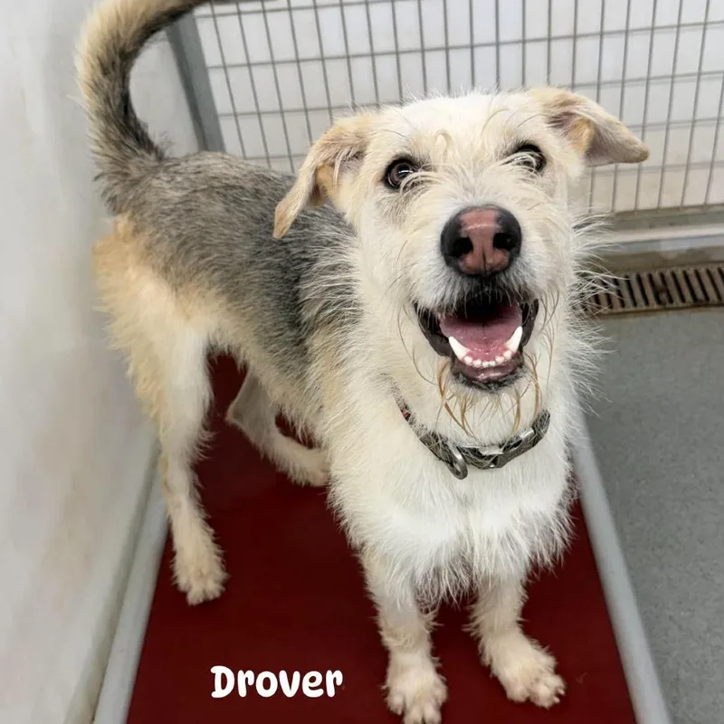 Drover thumbnail 2