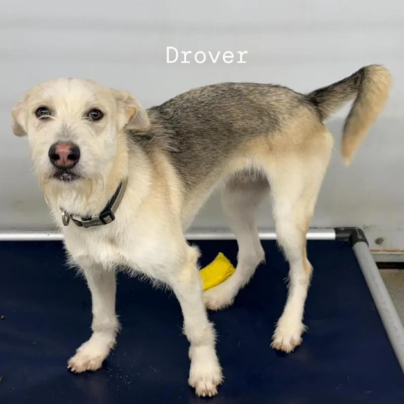 Drover thumbnail 3