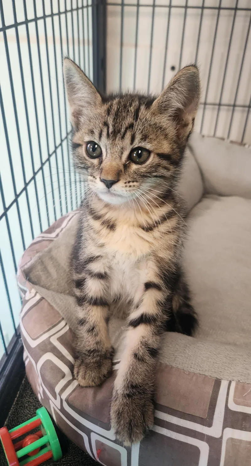 A baby small-sized male Tabby (Tiger Striped) Domestic Short Hair cat named Hennesey for adoption in Yarnell, AZ