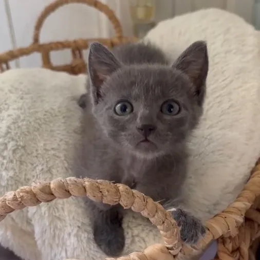 A baby medium-sized female Russian Blue cat named Whoopsie Daisy for adoption in Alvin, TX