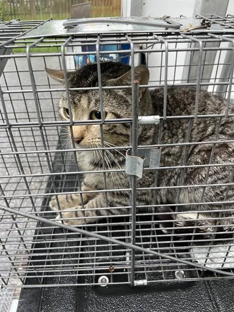 A young small-sized male Domestic Short Hair cat named Dario for adoption in Westminster, MD