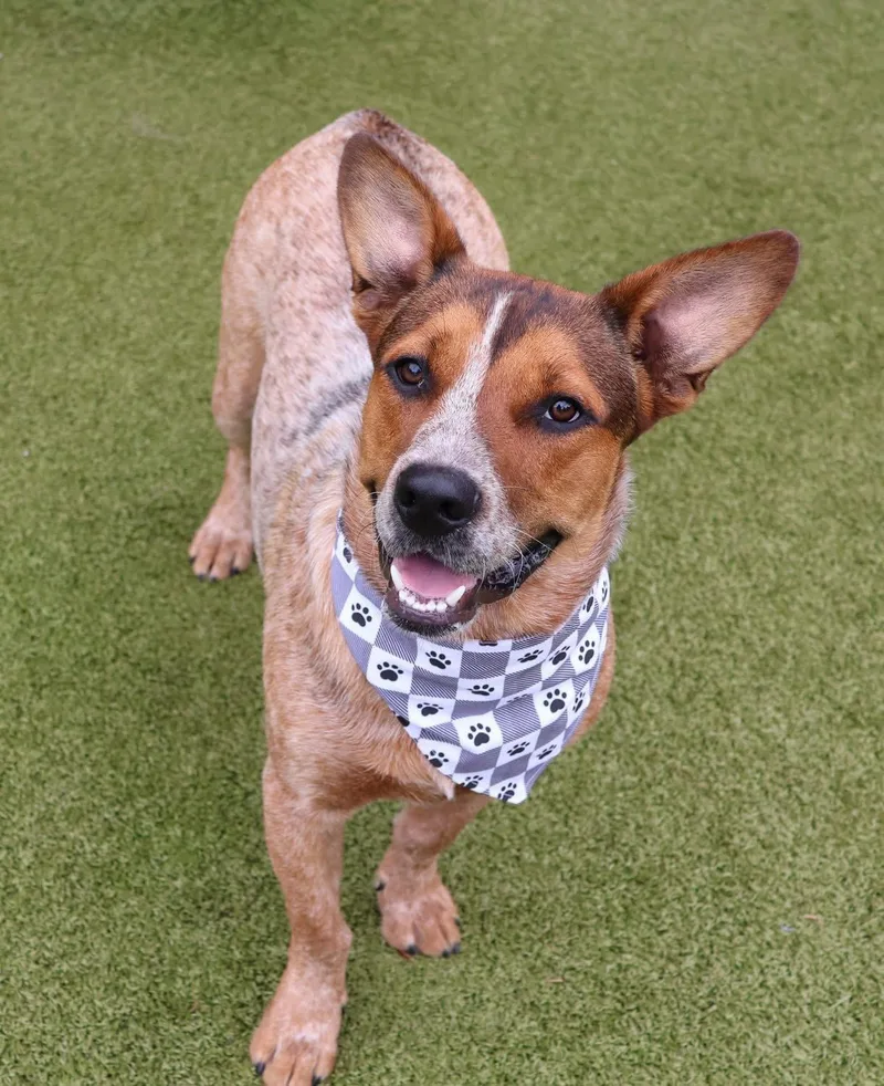An adult large-sized male Australian Cattle Dog / Blue Heeler dog named Marco Athens for adoption in Rockaway, NJ