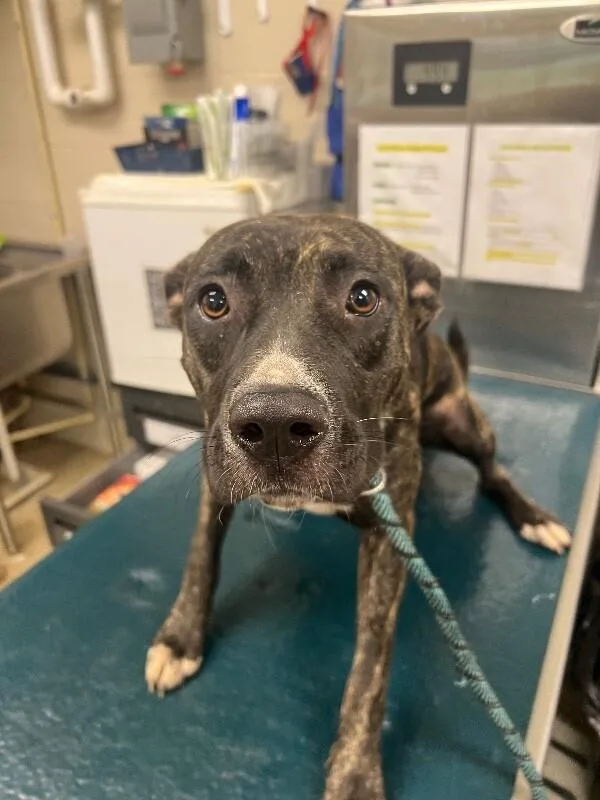 An adult medium-sized female Brindle Mixed Breed dog named Gypsy for adoption in Mobile, AL