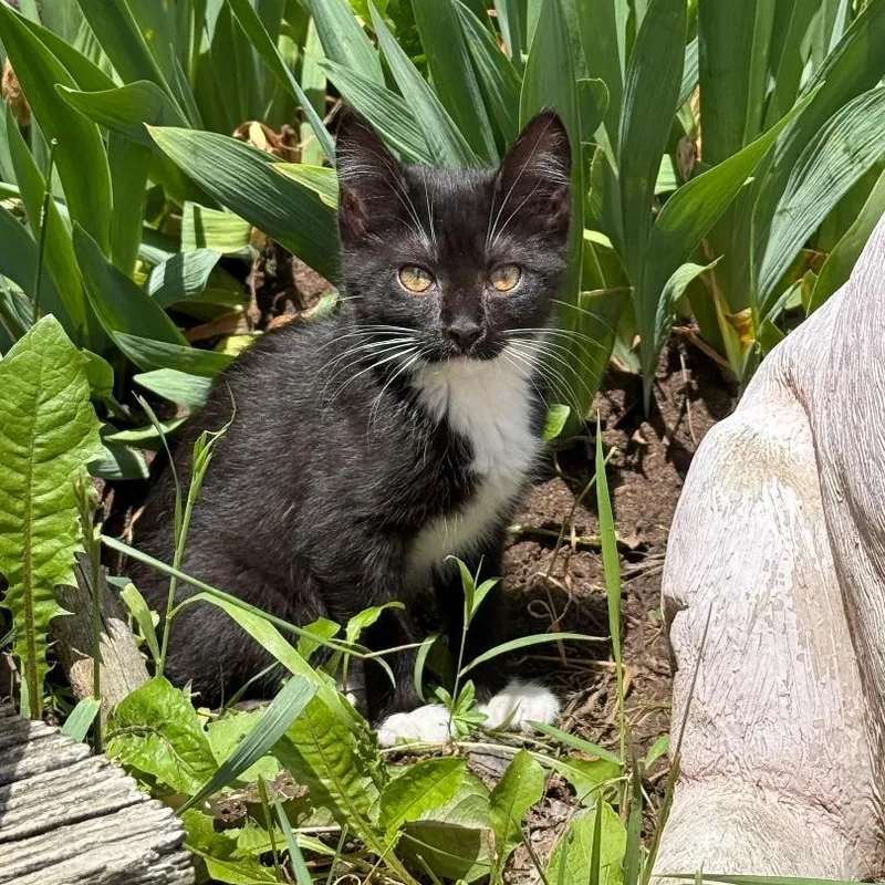 A young small-sized female Black & White / Tuxedo Domestic Short Hair cat named Vixen for adoption in Gresham, WI