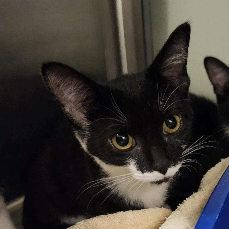 A baby small-sized female Black Domestic Short Hair cat named Panda for adoption in Columbia Station, OH