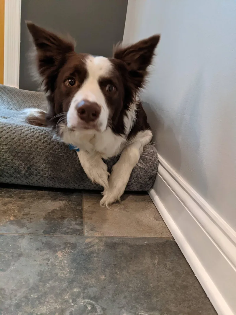 An adult medium-sized male White / Cream Border Collie dog named Blaze  Courtesy Listing for adoption in Richmond, VA