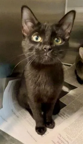 A baby small-sized female Domestic Short Hair cat named Bella for adoption in Houston, TX