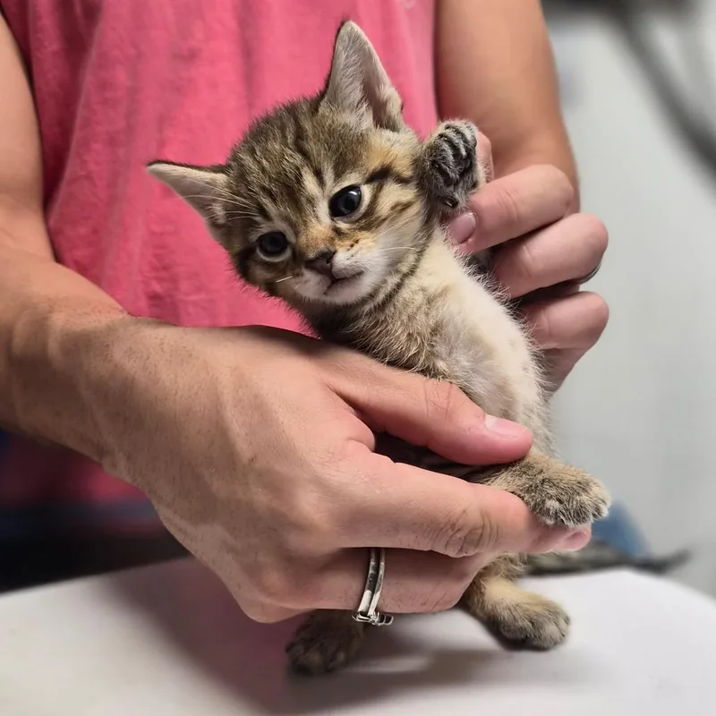A baby small-sized male Brown / Chocolate Domestic Short Hair cat named Rhino for adoption in Wahiawa, HI