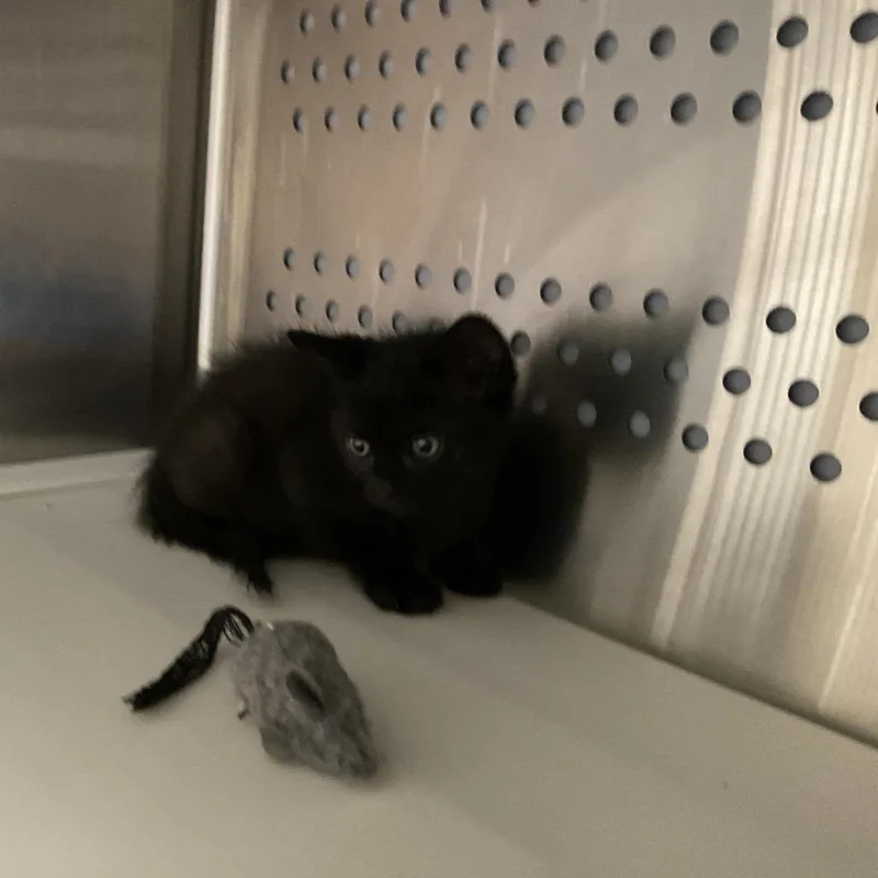 A baby small-sized male Black Domestic Short Hair cat named Nate Dog for adoption in St Joseph, MO