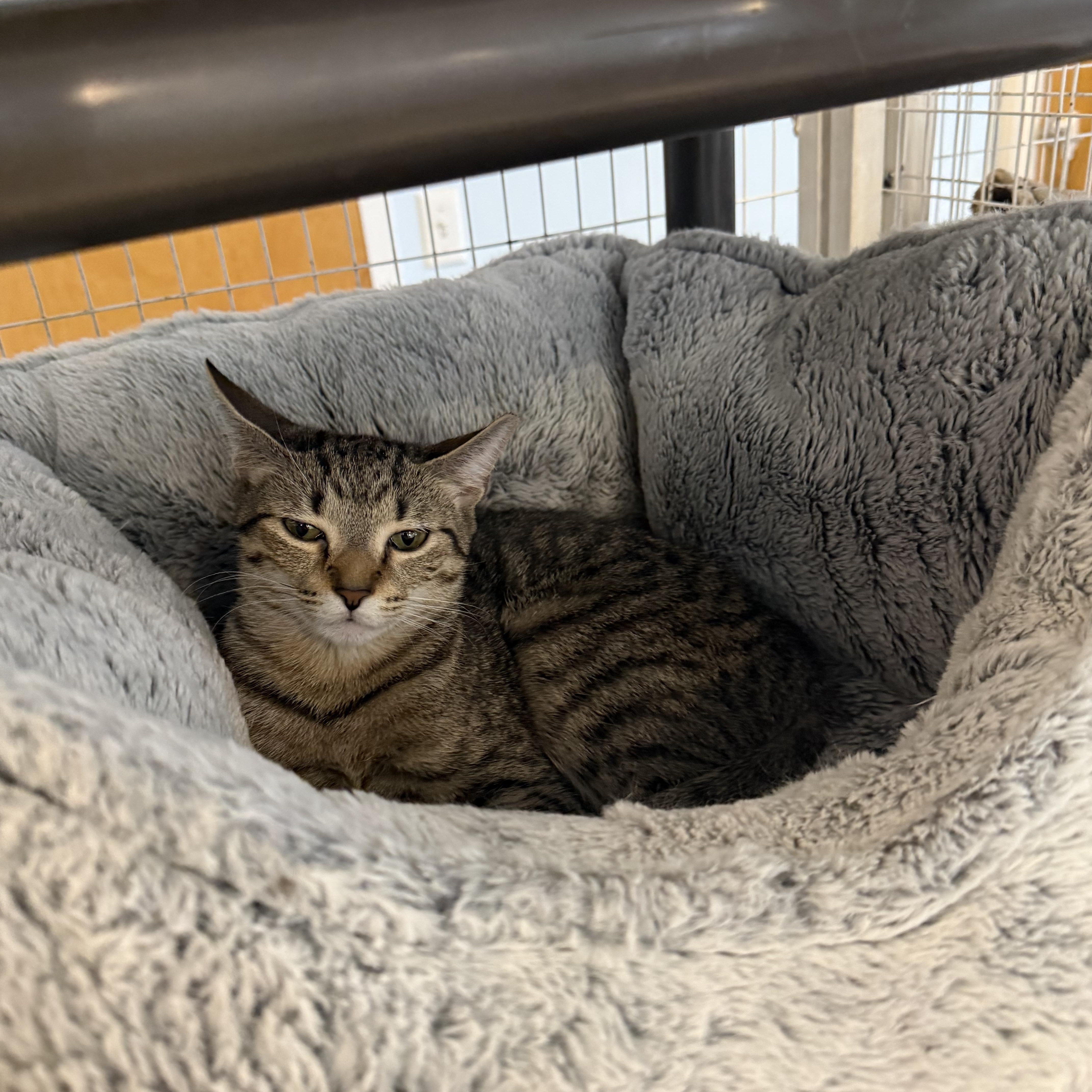 A young small-sized female Tabby (Gray / Blue / Silver) Domestic Short Hair cat named Katniss & Peeta for adoption in Clifton, NJ