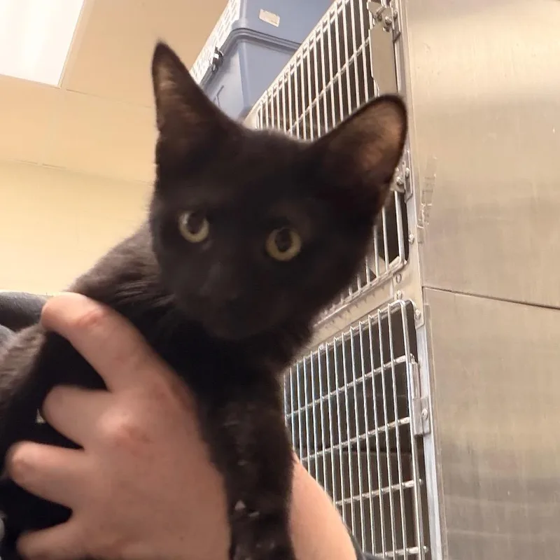 A baby small-sized male Domestic Short Hair cat named Midnight for adoption in Indianapolis, IN