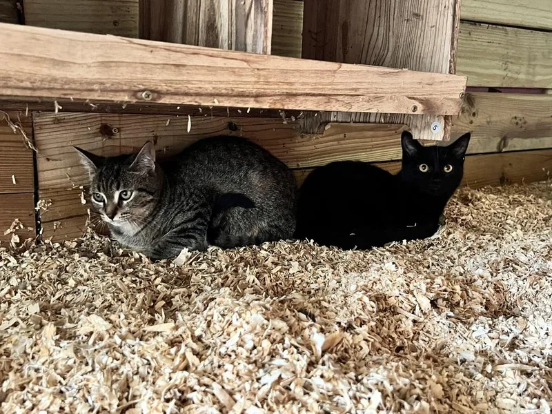 A baby medium-sized male Gray / Blue / Silver Domestic Short Hair cat named Charlie for adoption in Clinton Township, MI