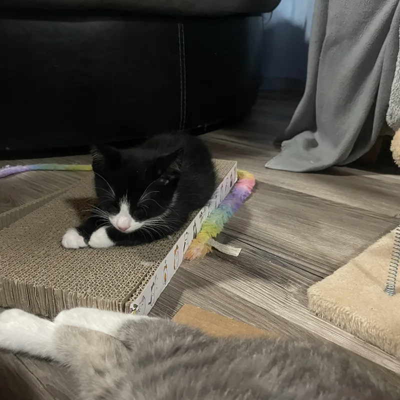 Goji Berry thumbnail 2