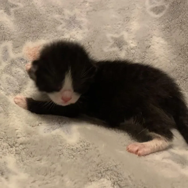 Goji Berry thumbnail 3