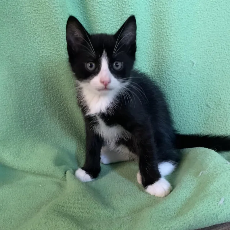 Goji Berry thumbnail 4