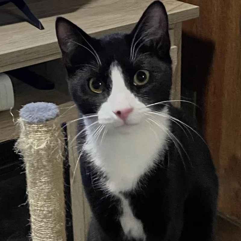 Goji Berry thumbnail 5