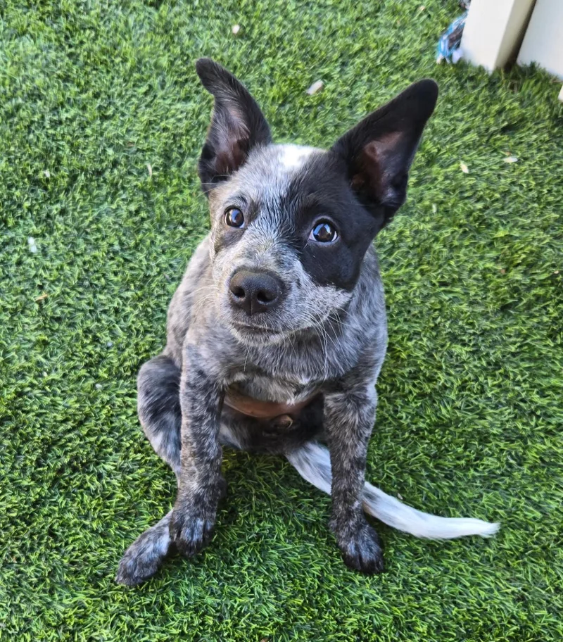 A baby medium-sized female Australian Cattle Dog / Blue Heeler dog named Ally for adoption in Las Vegas, NV