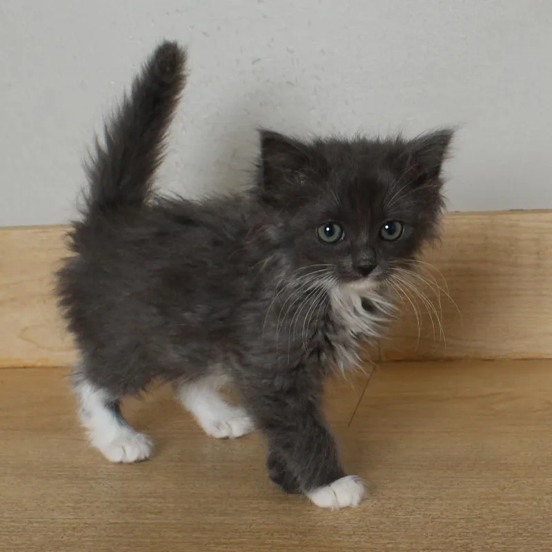 A baby small-sized female Gray / Blue / Silver Domestic Medium Hair cat named Tigerclaw C for adoption in Minnetonka, MN